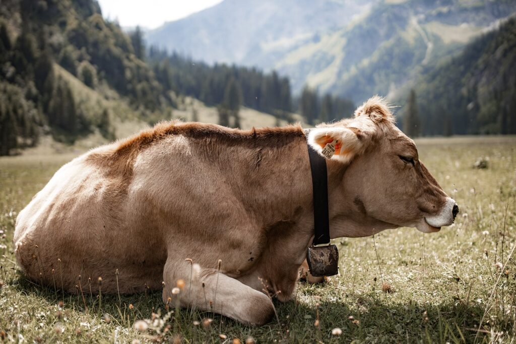 simmental cattle, cow, beef-6029601.jpg