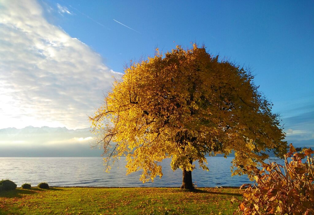 tree, lake, leaves-7621034.jpg
